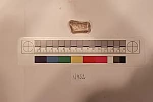 Stucco Fragment by Unknown Artist