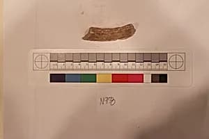 Stucco Fragment by Unknown Artist