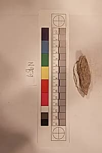 Stucco Fragment by Unknown Artist