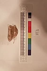 Stucco Fragment by Unknown Artist