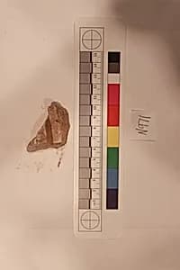 Stucco Fragment by Unknown Artist