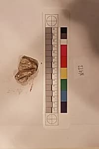 Stucco Fragment by Unknown Artist