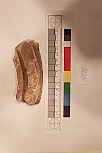 Stucco Fragment by Unknown Artist