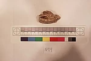 Stucco Fragment by Unknown Artist
