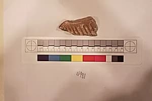 Stucco Fragment by Unknown Artist