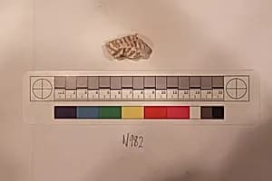 Stucco Fragment by Unknown Artist