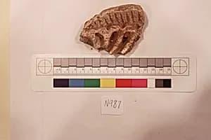 Stucco Fragment by Unknown Artist