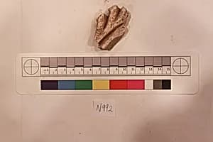 Stucco Fragment by Unknown Artist