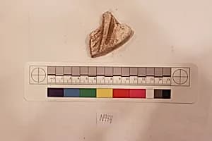 Stucco Fragment by Unknown Artist