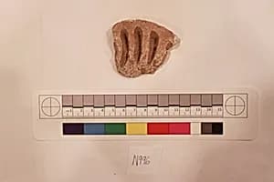 Stucco Fragment by Unknown Artist