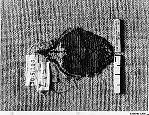 Textile Fragment by Unknown Artist
