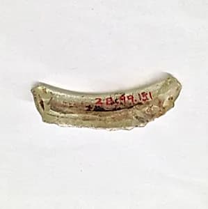 Fragment by Unknown Artist