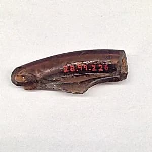 Fragment by Unknown Artist