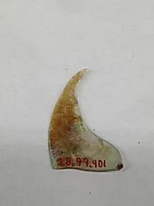 Fragment by Unknown Artist