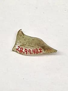 Fragment by Unknown Artist