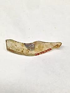 Fragment by Unknown Artist