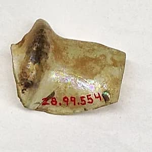Fragment by Unknown Artist