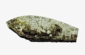 Glass Fragment by Unknown Artist