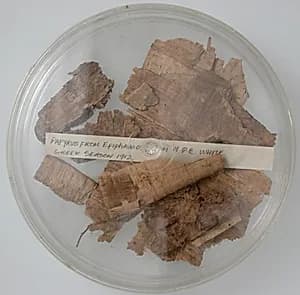 Papyri Fragments by Unknown Artist