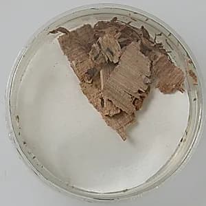 Papyri Fragments by Unknown Artist