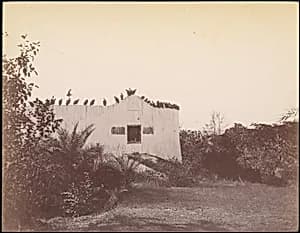 [Birds on Roof of Small Building] by Unknown