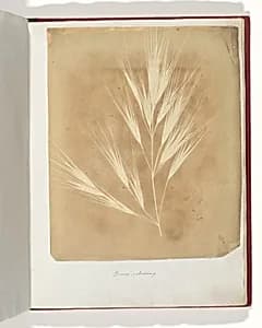 Bromus Maximus, Genoa by William Henry Fox Talbot