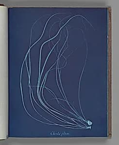 Chorda filum by Anna Atkins