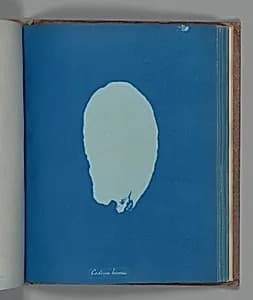 Codium bursa by Anna Atkins