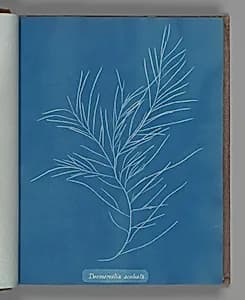 Desmarestia aculeata by Anna Atkins