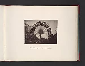 Fan or Traveler Palm of Southern India by John Thomson