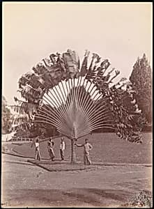 Fan Palm, Singapore by Unknown