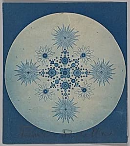 [Frustules of Diatoms] by Julius Wiesner