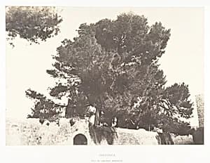 Jérusalem, Pins du Couvent arménien by Auguste Salzmann|Imprimerie photographique de Blanquart-Évrard, à Lille