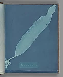 Laminaria saccharina by Anna Atkins