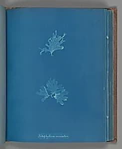 Nitophyllum versicolor by Anna Atkins