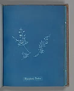 Polysiphonia Brodiæi by Anna Atkins