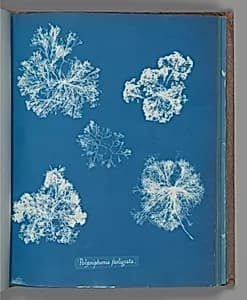 Polysiphonia fastigiata by Anna Atkins