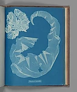 Porphyra laciniata by Anna Atkins
