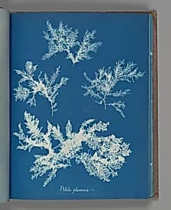 Ptilota plumosa by Anna Atkins