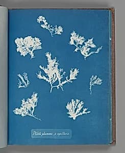 Ptilota plumosa. ß capillaris by Anna Atkins