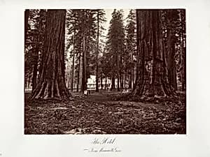 The Hotel from Mammoth Grove by Carleton E. Watkins