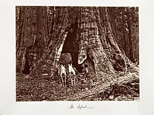 The Tripod, 94 feet circumference by Carleton E. Watkins
