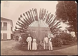 Traveller's Palm or Fan Palm, Singapore by Unknown