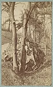 [Tree Study] by Unknown