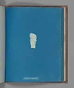 Vaucheria cæspitosa by Anna Atkins