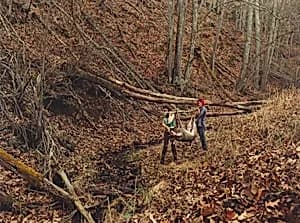12 Point Buck