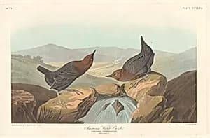 American Water Ouzel by Robert Havell after John James Audubon