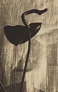 Anthurium