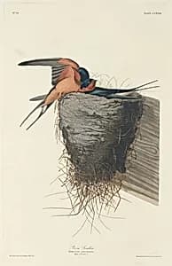 Barn Swallow by Robert Havell after John James Audubon