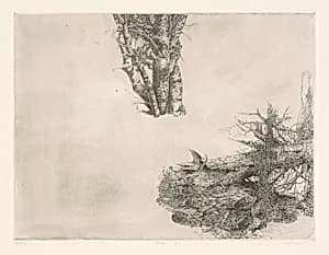 Birches
